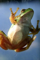 Killikus&reg; Fotographie